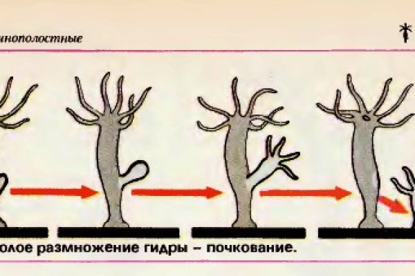 Прямая ссылка на кракен