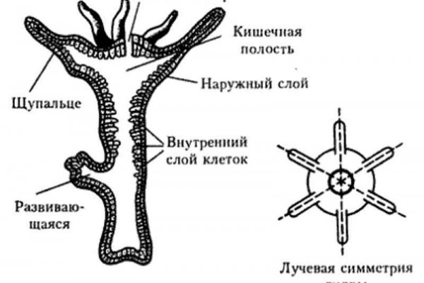 Кракен сайт для наркоманов